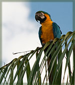 Blue-and-gold Macaw