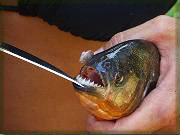 Fishing Piranhas